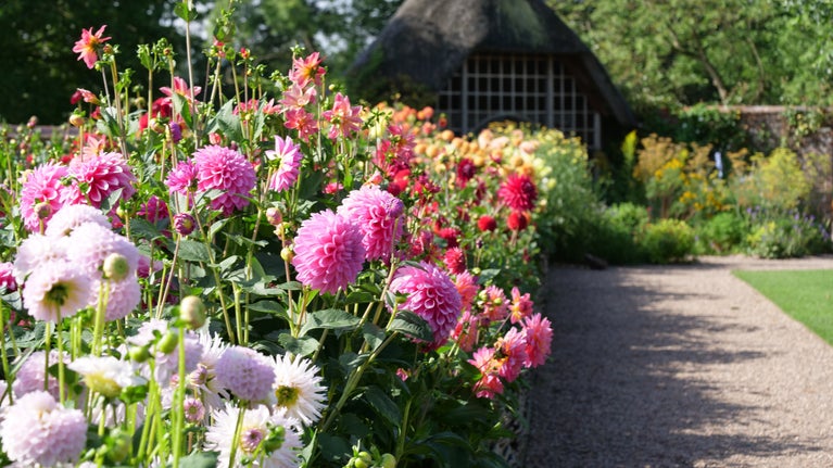 A garden border full of colourful dahlias alongside a gravel path, at the end of the path is a thatched summerhouse.